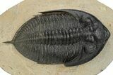 Prone Zlichovaspis Trilobite - Atchana, Morocco #242124-2